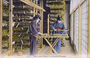 Silkworm Gallery: Japan - Silk Industry - Silkworms begin to construct cocoons