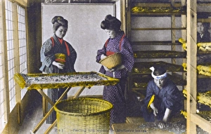 Japan - Silk Industry - Silkworms feeding on mulberry leaves Japan - Silk Industry - Silkworms feeding on mulberry leaves