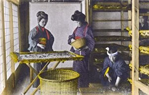 Silkworm Gallery: Japan - Silk Industry - Silkworms feeding on mulberry leaves