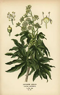 Japanese aralia or glossy-leaf paper plant, Fatsia japonica Japanese aralia or glossy-leaf paper plant, Fatsia japonica