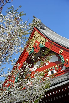 Japanese Cherry blossom, Sensoji Asakusa Temple, Tokyo Japanese Cherry blossom, Sensoji Asakusa Temple, Tokyo