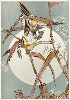 <b class=qtipBold><figcaption>Japanese Garden Warblers</figcaption></b><br>Two Japanese Garden Warblers among rose trees by moonlight.<br><em>© Mary Evans Picture Library</em> Japanese Garden Warblers