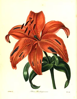 Japanese lily or sukashiyuri, Lilium maculatum Japanese lily or sukashiyuri, Lilium maculatum