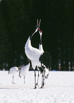 Japanese / Manchurian / Red-crowned CRANE - pair Japanese / Manchurian / Red-crowned CRANE - pair
