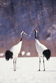 JAPANESE / Manchurian / Red-crowned CRANE - two in snow JAPANESE / Manchurian / Red-crowned CRANE - two in snow