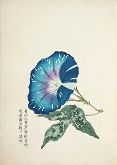 Images Dated 31st July 2014: Japanese Morning Glory (1)