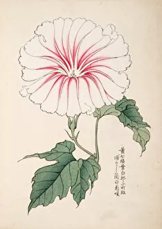 Images Dated 31st July 2014: Japanese Morning Glory (2)
