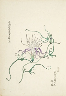 <b class=qtipBold><figcaption>Japanese Morning Glory (3)</figcaption></b><br>Japanese Morning Glory (3). Illustration from Bunjiro Fujisawa, Morning Glory. Date: 1902<br><em>© The John Innes Centre/The John Innes Foundation/Mary Evans</em> Japanese Morning Glory (3)