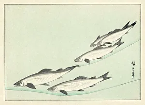 Japanese/Salmon