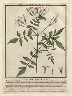 Herb Gallery: Jasmine, Jasminum officinale
