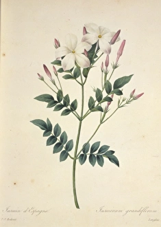 Jasminum grandiflorum, Spanish jasmine Jasminum grandiflorum, Spanish jasmine