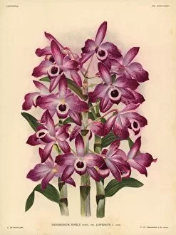 Orchid Collection: Jaspideum variety of Dendrobium nobile orchid