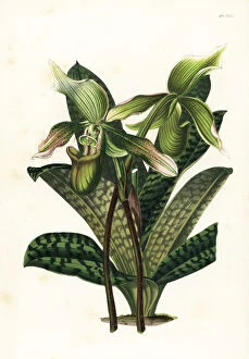 Flore Collection: Java paphiopedilum orchid, Paphiopedilum javanicum