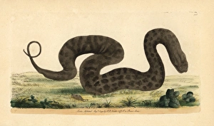 Javan file snake, elephant trunk snake, Acrochordus Javan file snake, elephant trunk snake, Acrochordus