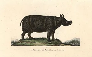 Javan rhinoceros, Rhinoceros sondaicus. Critically Javan rhinoceros, Rhinoceros sondaicus. Critically