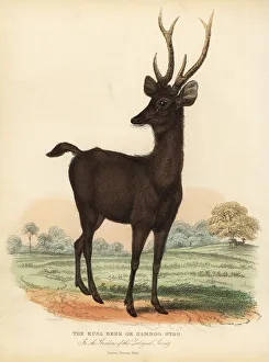 Javan rusa or Sunda sambar deer, Rusa timorensis. Vulnerable Javan rusa or Sunda sambar deer, Rusa timorensis. Vulnerable