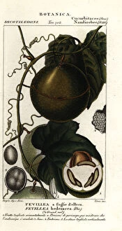 Stipple Collection: Javillo or antidote caccoon fruit, Fevillea cordifolia