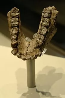 Hominid Gallery: Jaw of Australopithecus anamensis