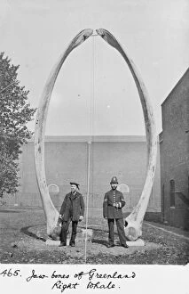 The jawbones of Greenland right whale, c.1912