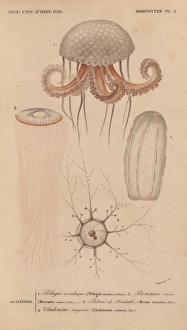 Jellyfish including mauve stinger (Pelagia Jellyfish including mauve stinger (Pelagia