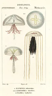 Jellyfish and stinging jellyfish species Jellyfish and stinging jellyfish species