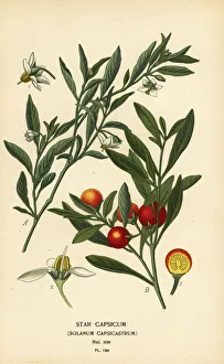 Jerusalem cherry, Solanum pseudocapsicum var. diflorum Jerusalem cherry, Solanum pseudocapsicum var. diflorum