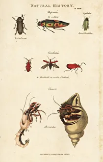 Jewel beetles, scarlet cantharis, and hermit crab Jewel beetles, scarlet cantharis, and hermit crab