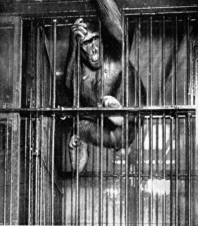 Johanna the Gorilla, Barnum and Baileys Circus, 1897 Johanna the Gorilla, Barnum and Baileys Circus, 1897