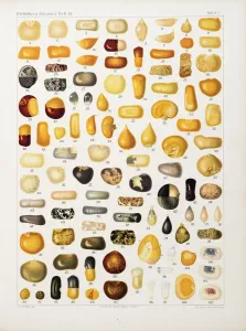 Corns and Grains Print, 1901