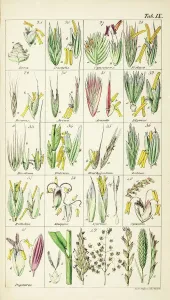 Grasses Print, Chromolithograph, 1842