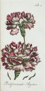 Proliferating Carnation Print, circa 1810