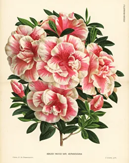 Joseph Vervaene's azalea, Rhododendron indicum Joseph Vervaene's azalea, Rhododendron indicum