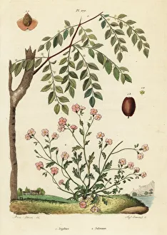 Jujube and Virginia stock Jujube and Virginia stock