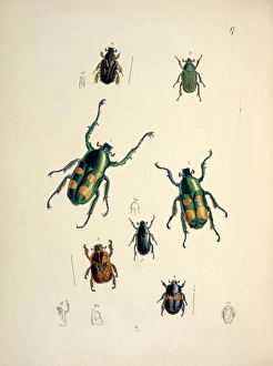 Jumnos ruckeri Saunders (Lamellicornia) (large beetles in ce Jumnos ruckeri Saunders (Lamellicornia) (large beetles in ce