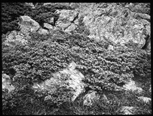 Prostrata Gallery: Juniperus Communis (Common Juniper)