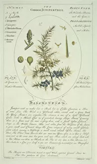Natural History Museum Gallery: Juniperus communis, juniper