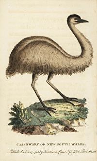 Juvenile cassowary of New South Wales, Casuarius casuarius Juvenile cassowary of New South Wales, Casuarius casuarius