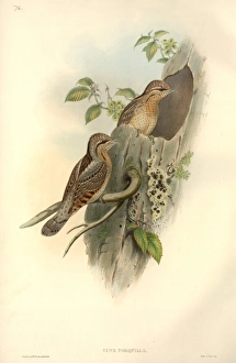 Jynx torquilla, northern wryneck