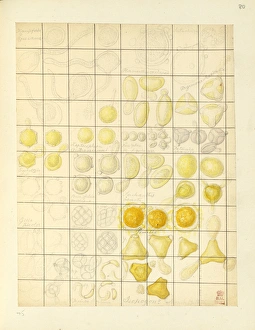 Kaempferia roscoeana, Germinating pollen cells Kaempferia roscoeana, Germinating pollen cells