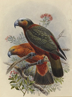 Kaka, Nestor meridionalis (variety on left) Kaka, Nestor meridionalis (variety on left)