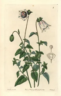 Kashmir bellflower, Codonopsis ovata Kashmir bellflower, Codonopsis ovata
