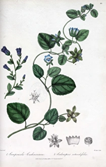 Kashmir campanula and Codonopsis rotundiflora Kashmir campanula and Codonopsis rotundiflora