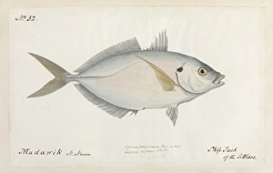 Katsuwonus pelamis, skipjack of the Settlers Katsuwonus pelamis, skipjack of the Settlers