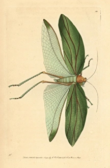 Katydid, Stilpnochlora laurifolia Katydid, Stilpnochlora laurifolia