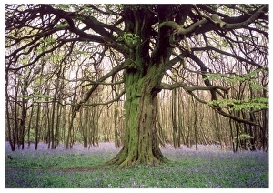 <b class=qtipBold><figcaption>Kentish Bluebell Wood</figcaption></b><br>A gnarled ancient tree stands alone in a circular clearing surrounded by coppiced trees. A carpet of fragrant English bluebells marks the season as Spring.<br><em>© Mary Evans Picture Library/LESLEY BRADSHAW</em> Kentish Bluebell Wood