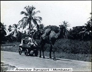 Kenya - Camel-drawn Transport, Mombasa Kenya - Camel-drawn Transport, Mombasa