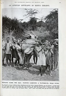 Nyeri Collection: Kenyan Waterbuck