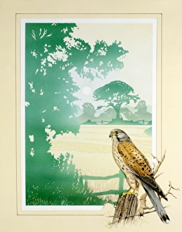 Kestrel and English Countryside scenery Kestrel and English Countryside scenery