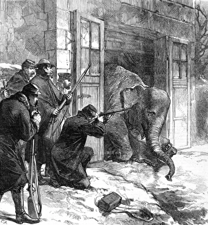 Killing an Elephant for food, Paris; Franco-Prussian War, 18 Killing an Elephant for food, Paris; Franco-Prussian War, 18