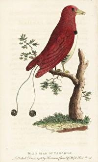 King bird of paradise, Cicinnurus regius King bird of paradise, Cicinnurus regius